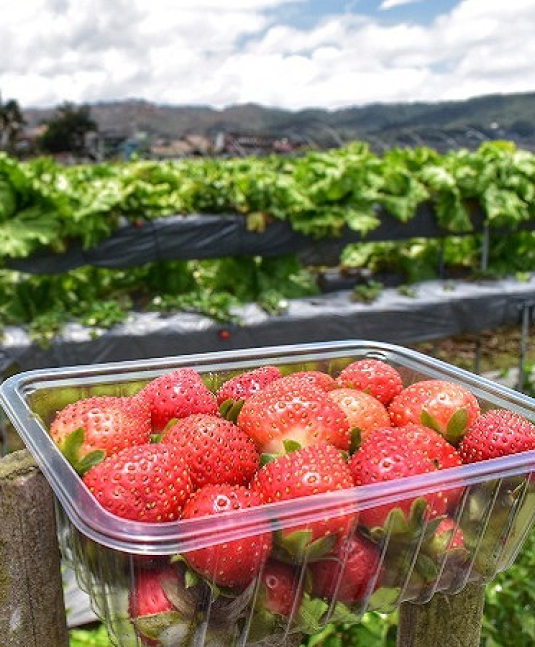 STRAWBERRY PICKING AT LA TRINIDAD