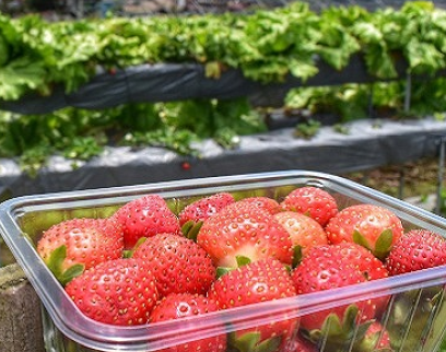 SIGHTS AND FLAVORS OF BAGUIO