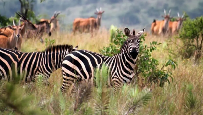 Adventure into the wild