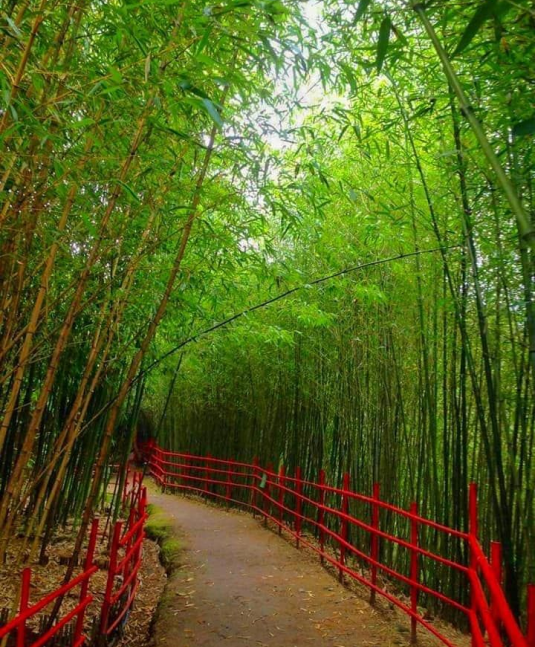 ST. FRANCIS XAVIER BAMBOO SANCTUARY